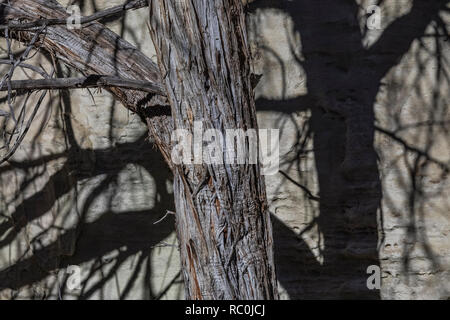 Rocky Mountain Juniper, Juniperus scopulorum, growing along the Inscription Rock Trail in El Morro National Monument, New Mexico, USA Stock Photo