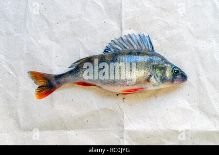 Caught perch lies on a piece of paper Stock Photo