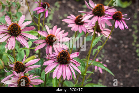 A clump of tall, brightly coloured, spiky-headed Echinacea purpurea (purple coneflowers) grow in a late summer garden. Stock Photo