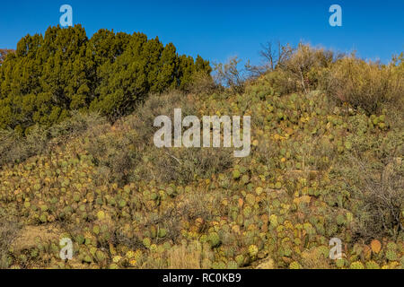 Prickly Pear Cactus, Opuntia sp., growing in a dense natural bed on the headland along the Mesa Top Trail in El Morro National Monument, New Mexico, U Stock Photo