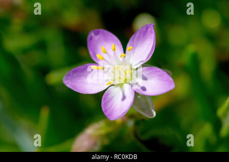 Greater Sea-spurrey (spergularia media), close up of solitary flower. Stock Photo