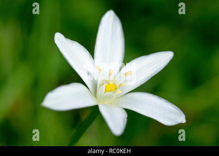 Star-of-Bethlehem (ornithogalum umbellatum), close up of a solitary flower. Stock Photo
