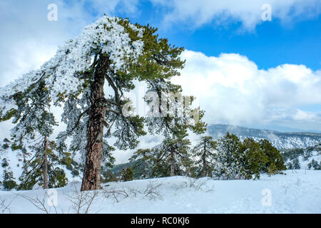 view from near the summit of Mount Olympus in the Troodos Mountains, Cyprus. Stock Photo