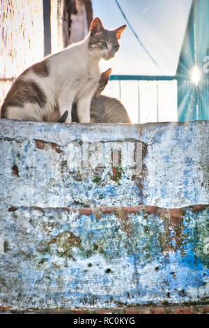 Cats sunbathing. Image taken in Chefchaouen, Morocco. Stock Photo