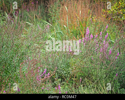 shades of green gold & purple vegetation create an abstract pattern like a natural tapestry at Adel Dam nature reserve in West Yorkshire , England, UK Stock Photo