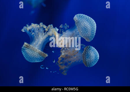 White-spotted jellyfish (Phyllorhiza punctata), also known as the Australian spotted jellyfish. Stock Photo
