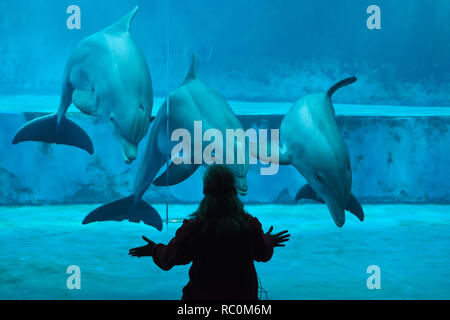 GENOA, ITALY - MARCH 22, 2016: Animal trainer performs with common bottlenose dolphins (Tursiops truncatus) in the Genoa Aquarium in Genoa, Liguria, Italy. Stock Photo