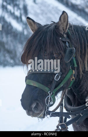 Percheron draft horse — part of a 2-horse team — waits to give winter  sleigh ride to guests at Lake Louise in Banff National Park, Alberta, Canada. Stock Photo