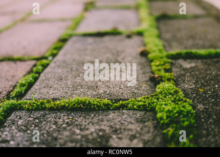 Brick road. Grass and moss grows through the brick road. Stock Photo