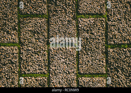 Brick road. Grass and moss grows through the brick road. Stock Photo