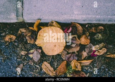 Autumn leaves. Fallen autumn leaves on the pavement. Stock Photo