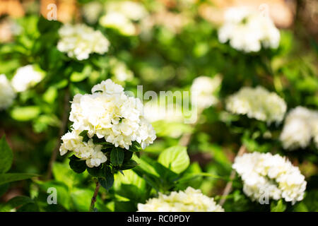 Queen of Pearls hydrangea (Hydrangea macrophylla) in variety Hymmadi, growing on a bush in springtime. Stock Photo