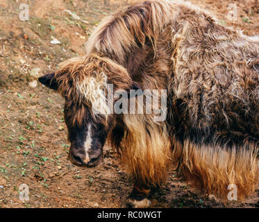 Young furry yak without horns on the pasture. Stock Photo