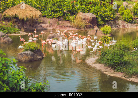 Flamingo on the pond at the zoo Stock Photo
