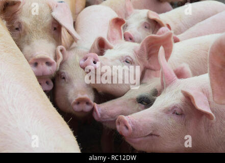 Group of pigs in farm yard. Livestock breeding. Stock Photo