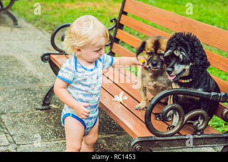 A little boy is playing with little dogs Stock Photo