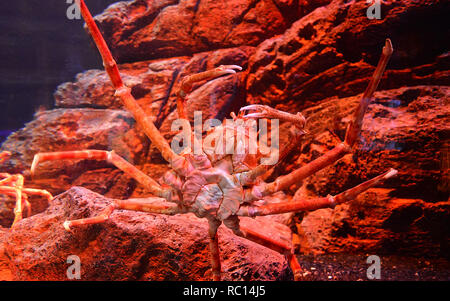Japanese Giant Spider Crab Macrocheira kaempferi World s Largest Stock Photo: 25104346 - Alamy