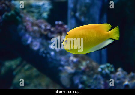 Three-spot Emperor Angelfish / Yellow fish blue mouth swimming marine life underwater ocean - tropical fish reef Stock Photo