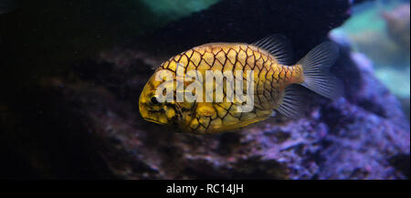 pineapple fish or Cleidopus gloriamaris / Underwater photography of pineapple fish yellow swimming marine life underwater ocean Stock Photo