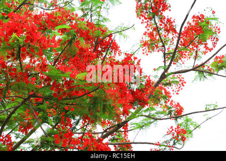 peacock flower red blooming in the summer public park on white background  (Caesalpinia pulcherrima) Stock Photo