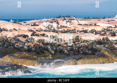 Seals on a Hout Bay seal island in Cape Town, South Africa Stock Photo