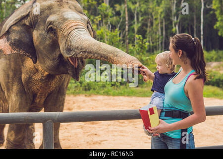 Mom and son feed the elephant at the zoo Stock Photo