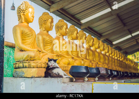 cat buddha statue meaning