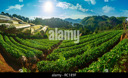 Strawberry plantations in the morning have a sea of fog Ang Khang Chiang Mai Thailand Panoramas Stock Photo