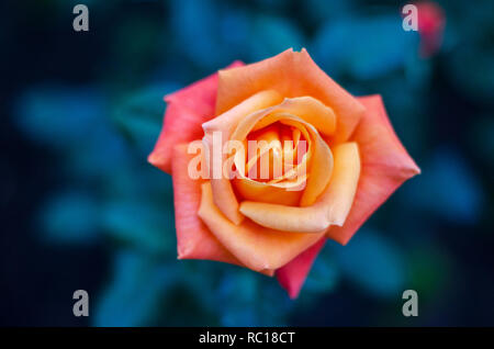 Orange yellow roses blue background Stock Photo