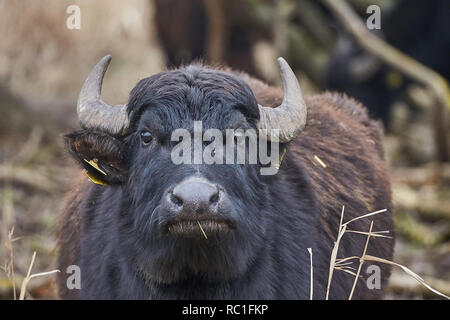 10 January 2019, Rhineland-Palatinate, Thür: A Carpathian buffalo grazes in the Thürer Wiesen nature reserve. Nature conservationists are pleased with the success of grazing projects, robust animal breeds keep areas free of vegetation and thus promote biodiversity. (Zu dpa: Primitive cattle and horses work as landscape gardeners from 13.03.2019). Photo: Thomas Frey/dpa Stock Photo