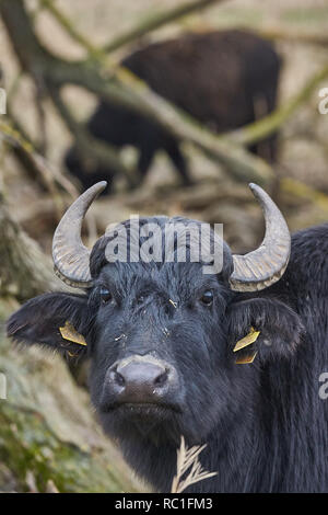 10 January 2019, Rhineland-Palatinate, Thür: A Carpathian buffalo grazes in the Thürer Wiesen nature reserve. Nature conservationists are pleased with the success of grazing projects, robust animal breeds keep areas free of vegetation and thus promote biodiversity. (Zu dpa: Primitive cattle and horses work as landscape gardeners from 13.03.2019). Photo: Thomas Frey/dpa Stock Photo