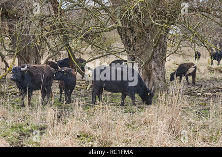 10 January 2019, Rhineland-Palatinate, Thür: Carpathian buffalos graze in the Thürer Wiesen nature reserve. Nature conservationists are pleased with the success of grazing projects, robust animal breeds keep areas free of vegetation and thus promote biodiversity. (Zu dpa: Primitive cattle and horses work as landscape gardeners from 13.03.2019). Photo: Thomas Frey/dpa Stock Photo