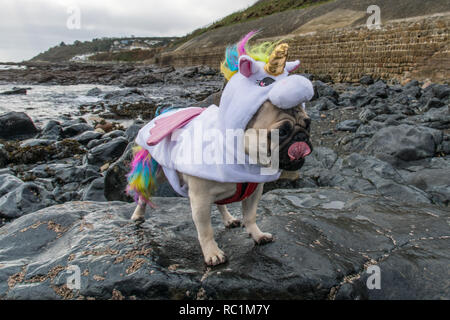 Pug shop unicorn costume