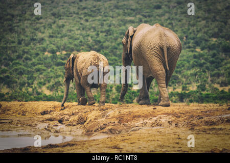 Adult elephant and baby elephant walking together in Addo National Park, South Africa Stock Photo