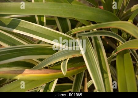 Some very beautiful green long thin grass blades with white borders for background in selective focus and blur Stock Photo