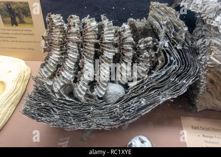 Bald-faced hornets nest on display in the visitor center in Williams, northern Arizona, USA. Stock Photo