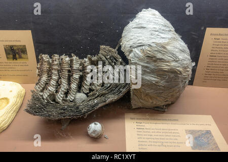 Bald-faced hornets nest on display in the visitor center in in Williams, northern Arizona, USA. Stock Photo