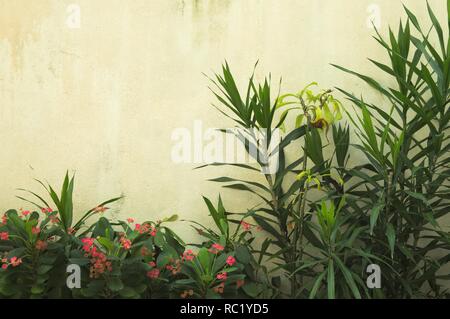 Ruined wall background with a green plant and red flowers (Ari Atoll, Maldives) Stock Photo