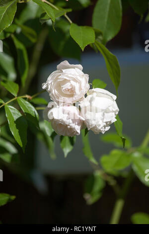 Rose Joie de Vivre growing in  garden on a summer day Cheshire England Stock Photo