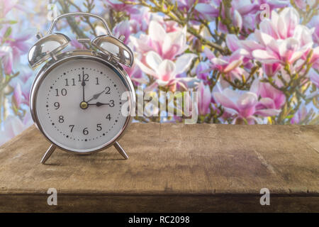 Summer time concept. Old alarm clock against a beautiful blossoming magnolia tree. Stock Photo