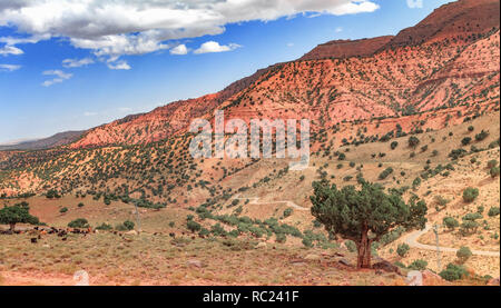 Argan trees grow up in the middle of the desolating valley in Morocco. Beautiful Northern African Landscape . Fascinating view from the hill to the valley in Morocco Stock Photo