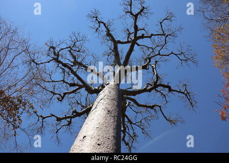 Baobab tree in Zombitse-Vohibasia National Park in Madagascar Stock Photo