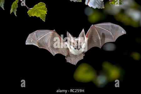 Flying bat hunting in forest. The grey long-eared bat (Plecotus austriacus) is a fairly large European bat. It has distinctive ears, long and with a d Stock Photo
