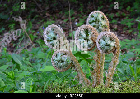 Five young spring fern burgeons, delicious wild food, as salad or fried, excellent for spring blood cleaning, close up view, horizontal orientation Stock Photo