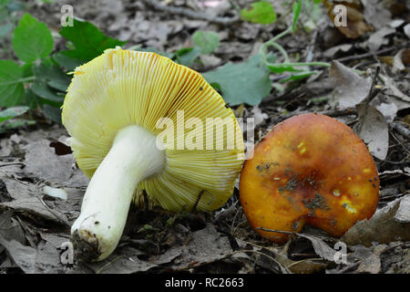 Two nice specimen of delicious wild  Russula aurea or Gilded Brittlegill mushrooms in natural habitat, lowland oak forest, one with stem and gills, an Stock Photo