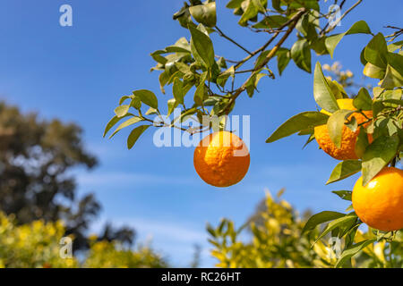 A branch with ripe tangerines close-up on a blurred background Stock Photo