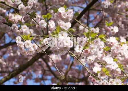 Prunus 'Ichiyo' blossom. Cherry blossom in an English garden. Stock Photo