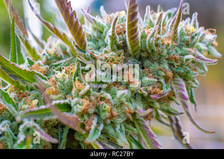 California outdoor grown Marijuana specifically the strain purple punch. Untrimmed on plant. Stock Photo
