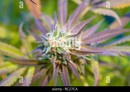 California outdoor grown Marijuana specifically the strain purple punch. Untrimmed on plant. Stock Photo