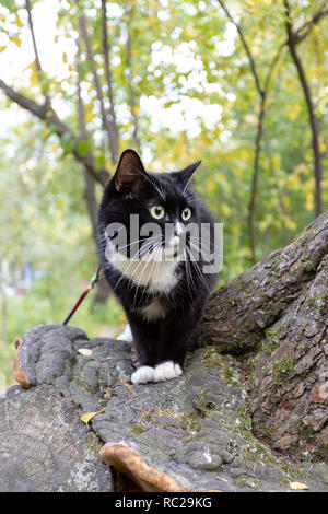 Black and white cat is sitting on tilted tree and looking around while walking in urban autumn park. Stock Photo